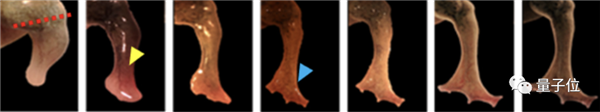 哈佛大学让青蛙断腿再生：有骨头有血管 对刺激物还会产生强烈踢腿反应
