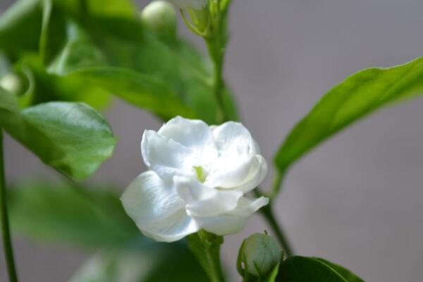 哪些花可以泡茶（什么花瓣泡茶喝最好）