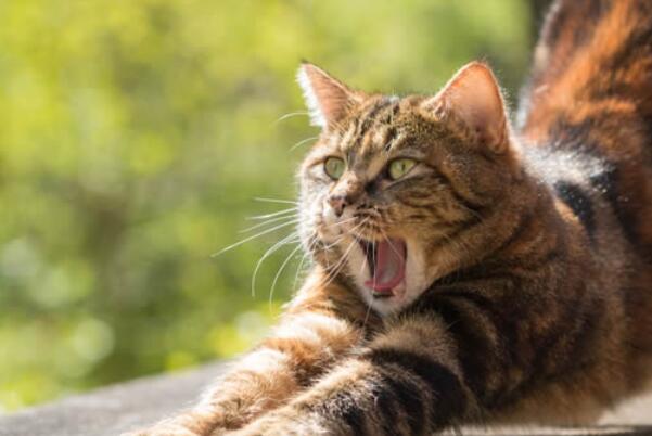 中国最常见猫的品种排名（中国十大最受欢迎的宠物猫）