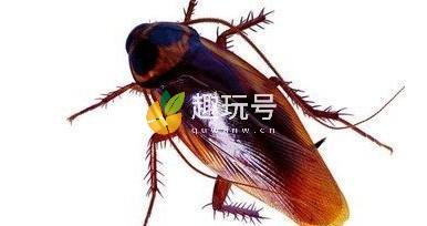 曱甴怎么读什么意思（曱甴正确读法介绍）