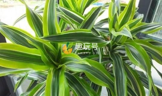 巴西木图片（巴西木的养殖方法和注意事项）