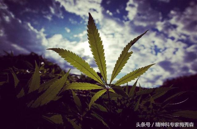 大麻危害有多大（大剂量吸食大痲什么症状）